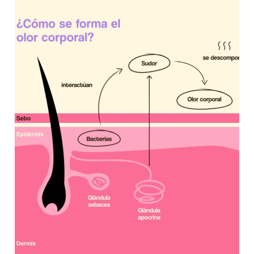 Freshly Cosmetics - Desodorante natural sem alumínio