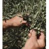 La Provençale Bio - Contorno de olhos anti-envelhecimento - Azeite orgânico