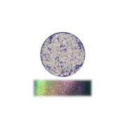 The Pastel Roses - Sombra Única Multicromática - Prism